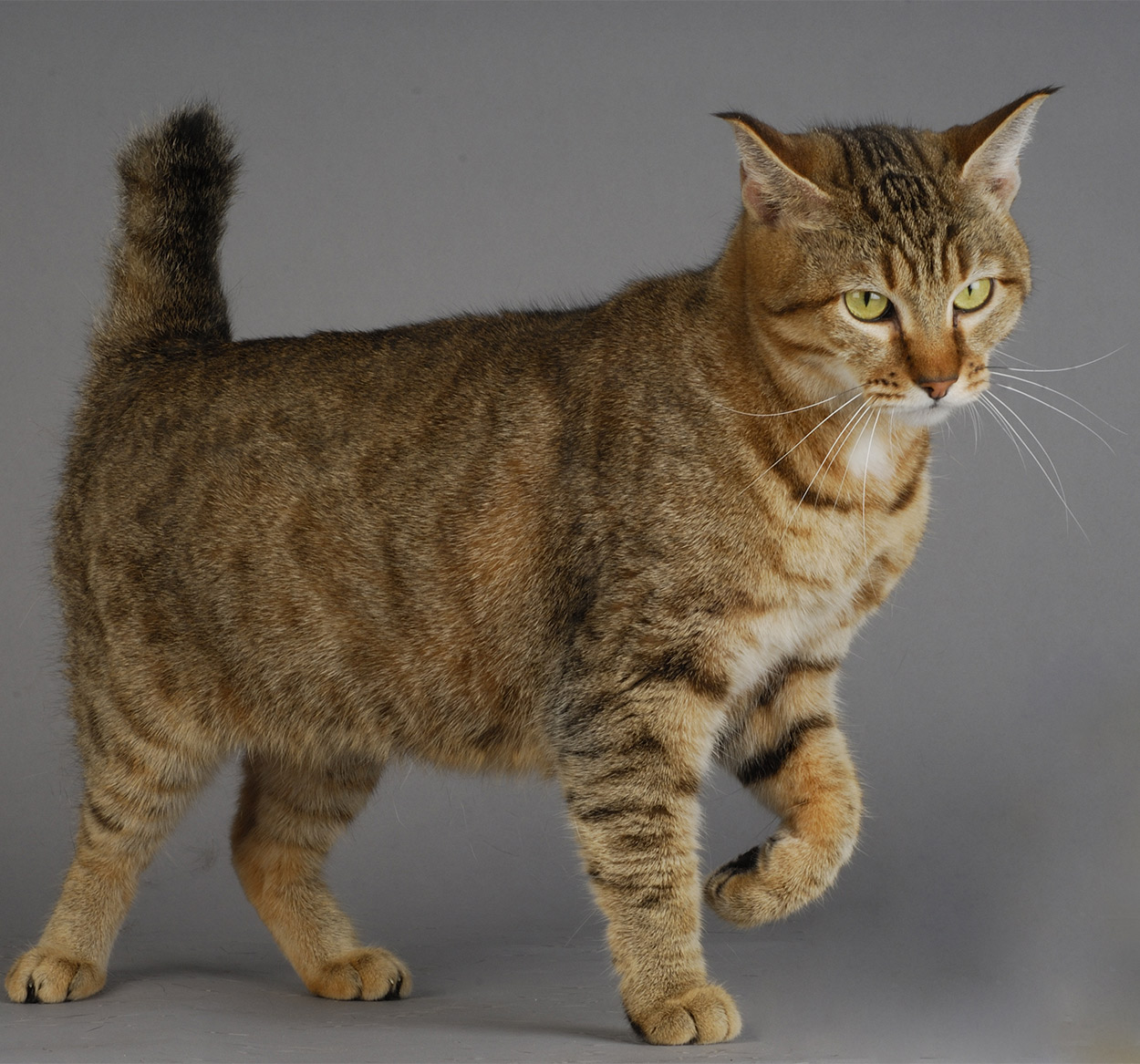 熊猫体育官方试玩-四川五粮液 争夺MVP热门，五粮液四川新品52度白酒价格