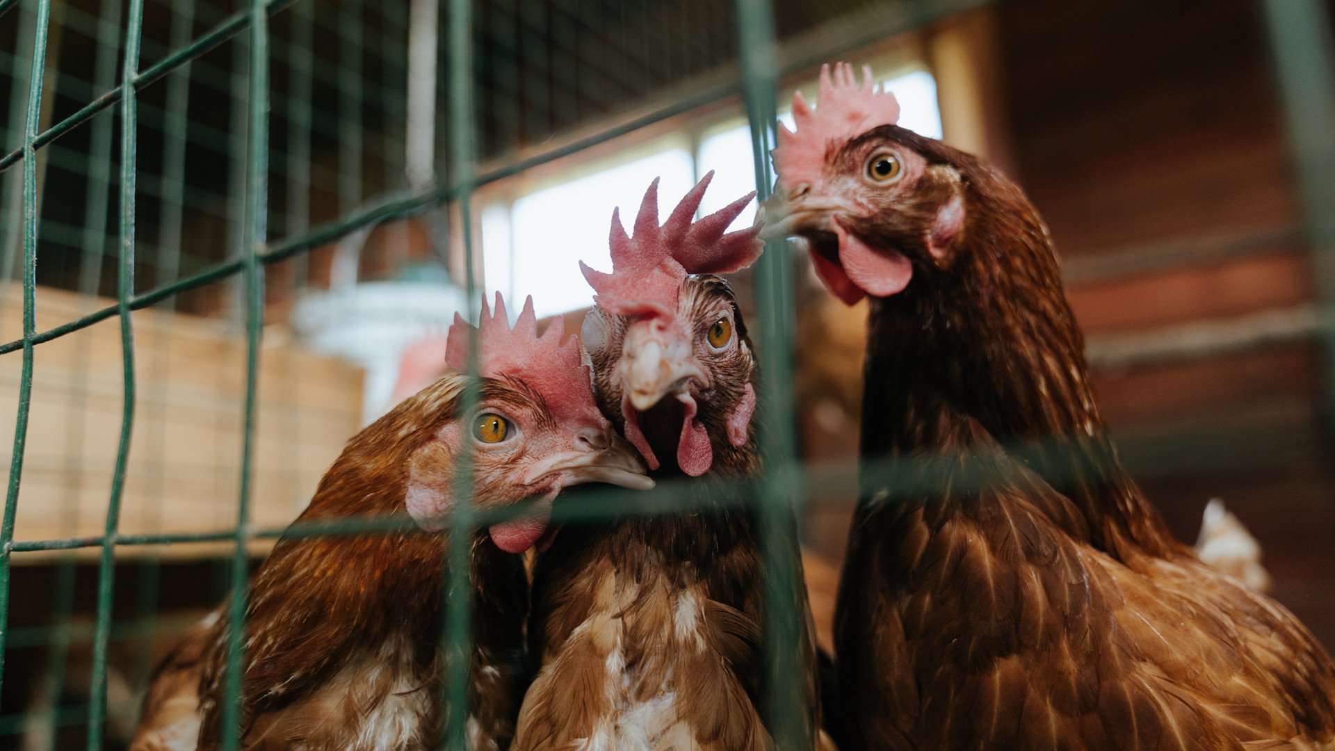 世界青少年篮球比赛广东队少年成焦点,广东省青少年篮球