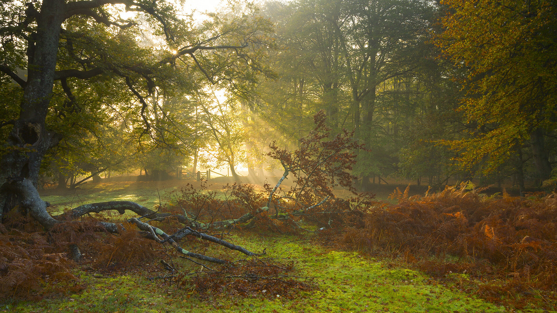 熊猫体育网页版-中国篮球联赛观众行为特征分析及市场细分策略，篮球比赛中观众的规则