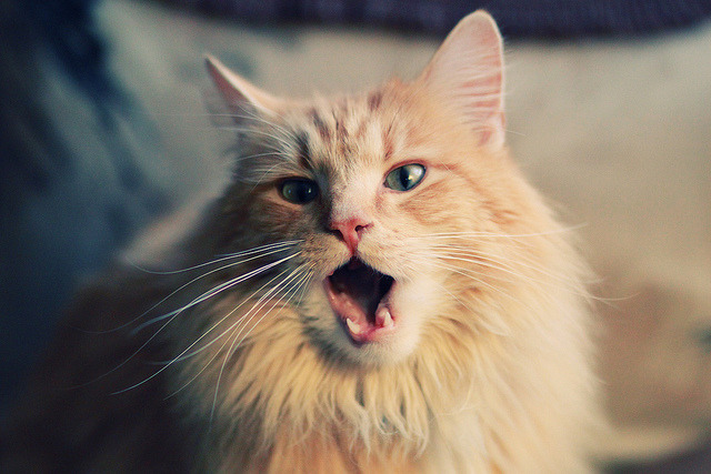 中小学体育教师教学效果评估体系构建,中小学体育工作评估指标体系表范文