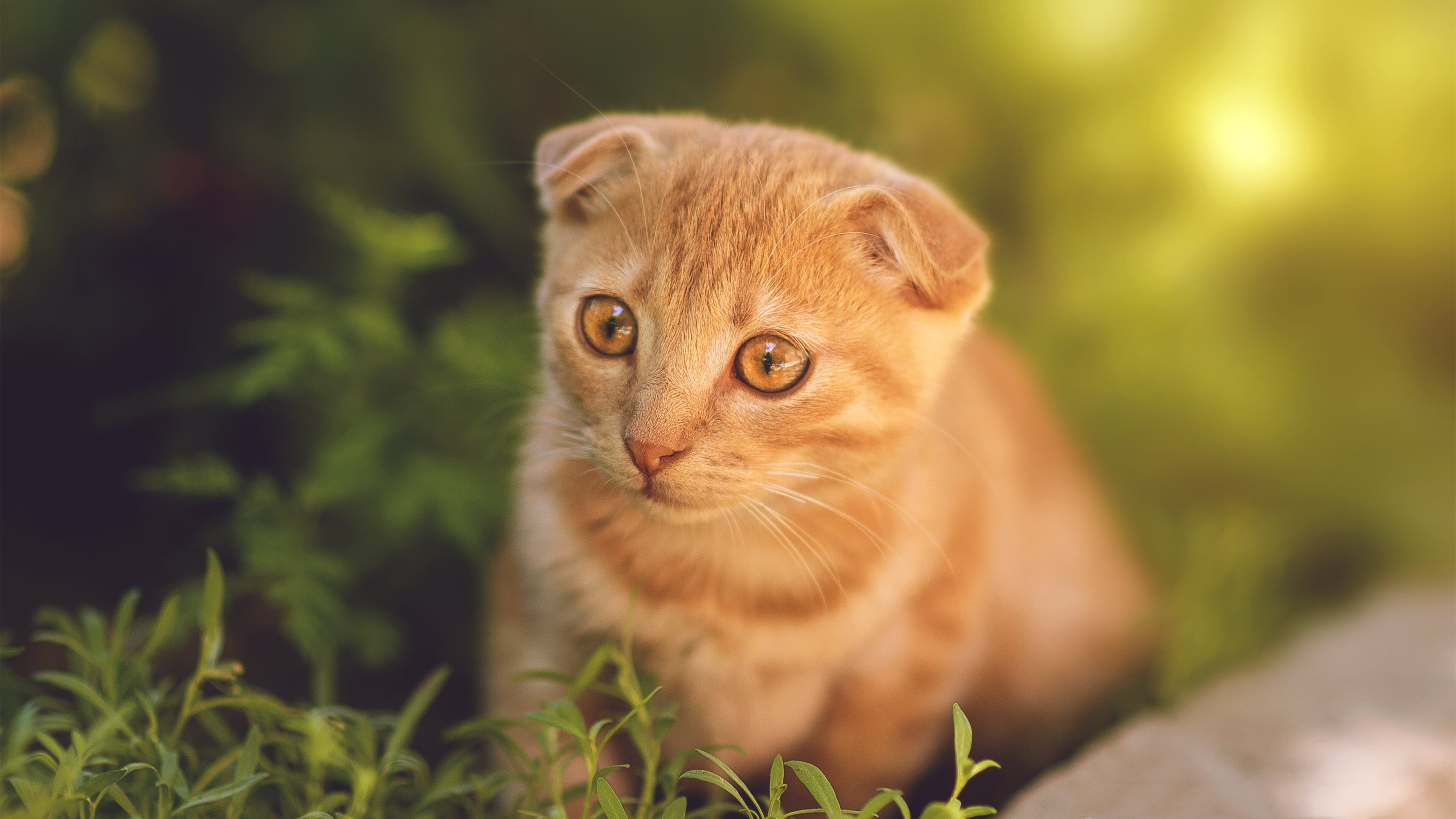 欧冠争夺战:半决赛对阵出炉,你看好谁晋级?,欧冠半决赛赛制规则