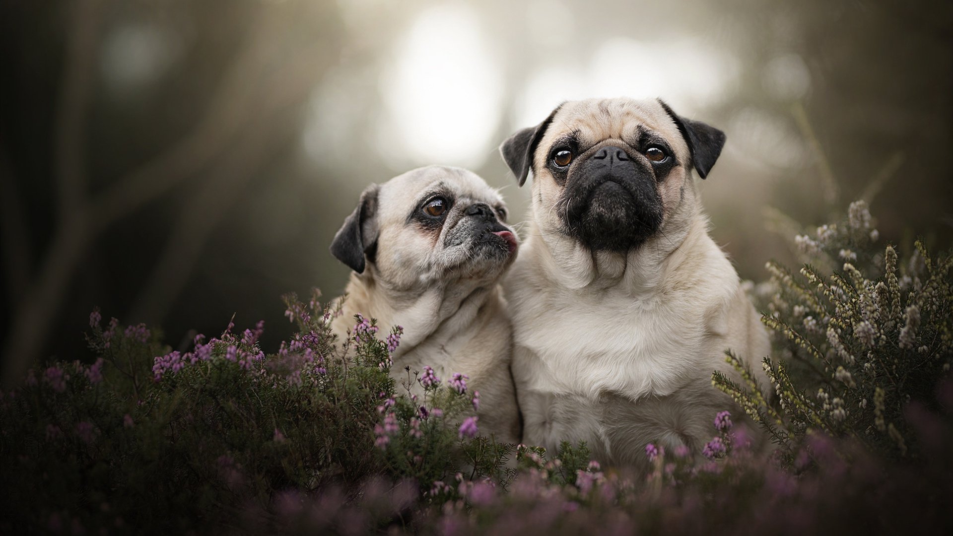 篮球运动赛事观众满意度提升策略探讨,篮球运动赛事观众满意度提升策略探讨