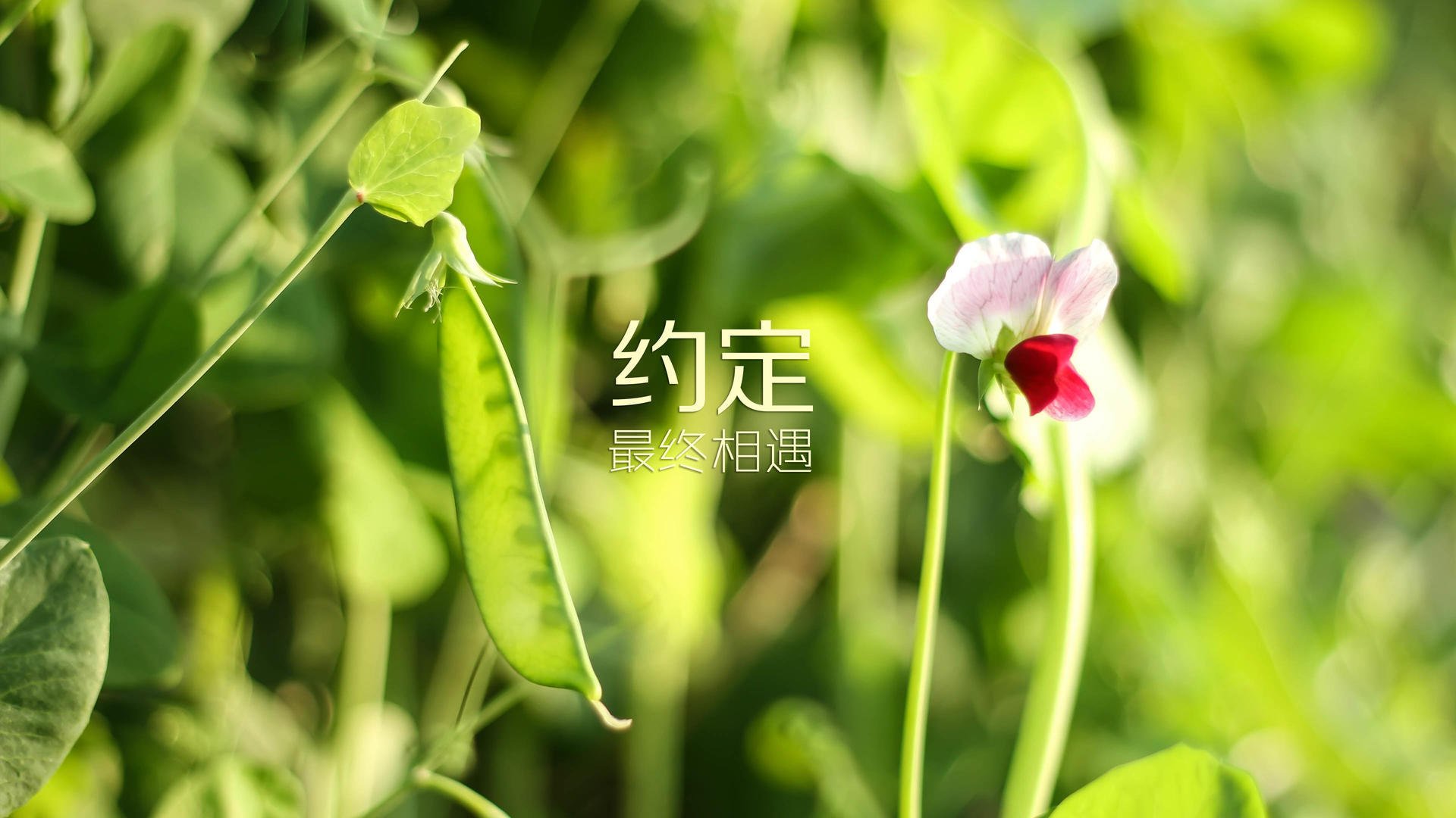 CBA联盟完善裁判体系 确保比赛公平公正，cba裁判判罚规则