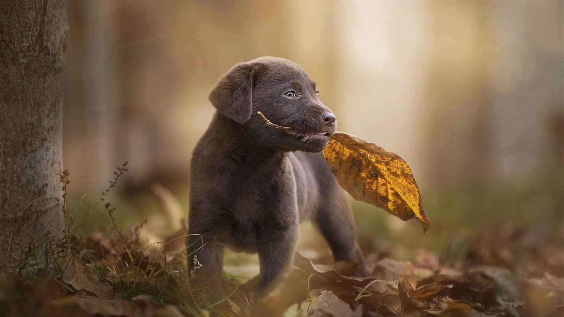 熊猫体育APP-体育新闻中心主办体育传媒数据安全与隐私保护峰会，体育传播活动中新媒体使用情况调查报告