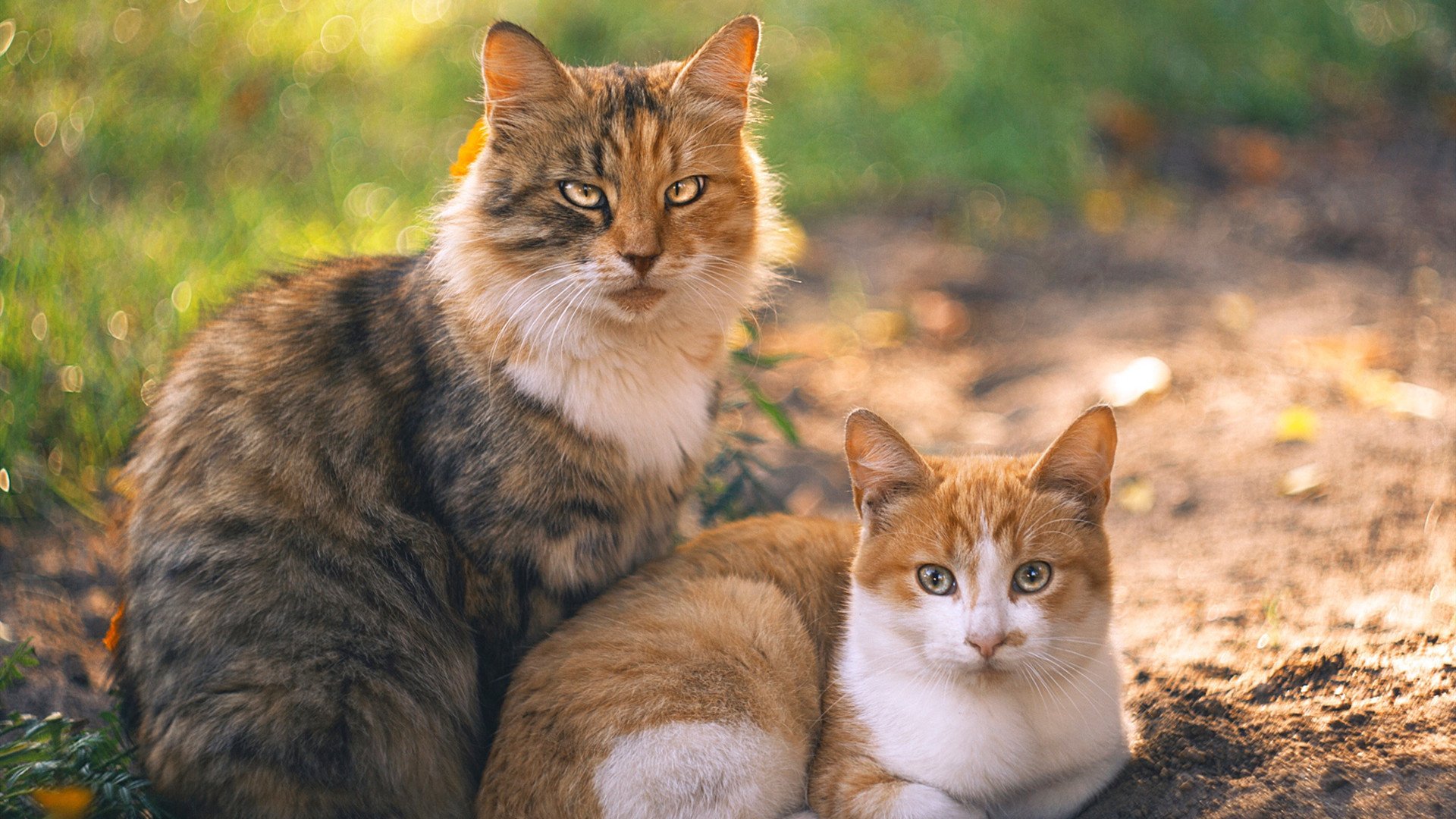 熊猫直播-基层足球教练专业培训缺失，足球专项教师缺失原因