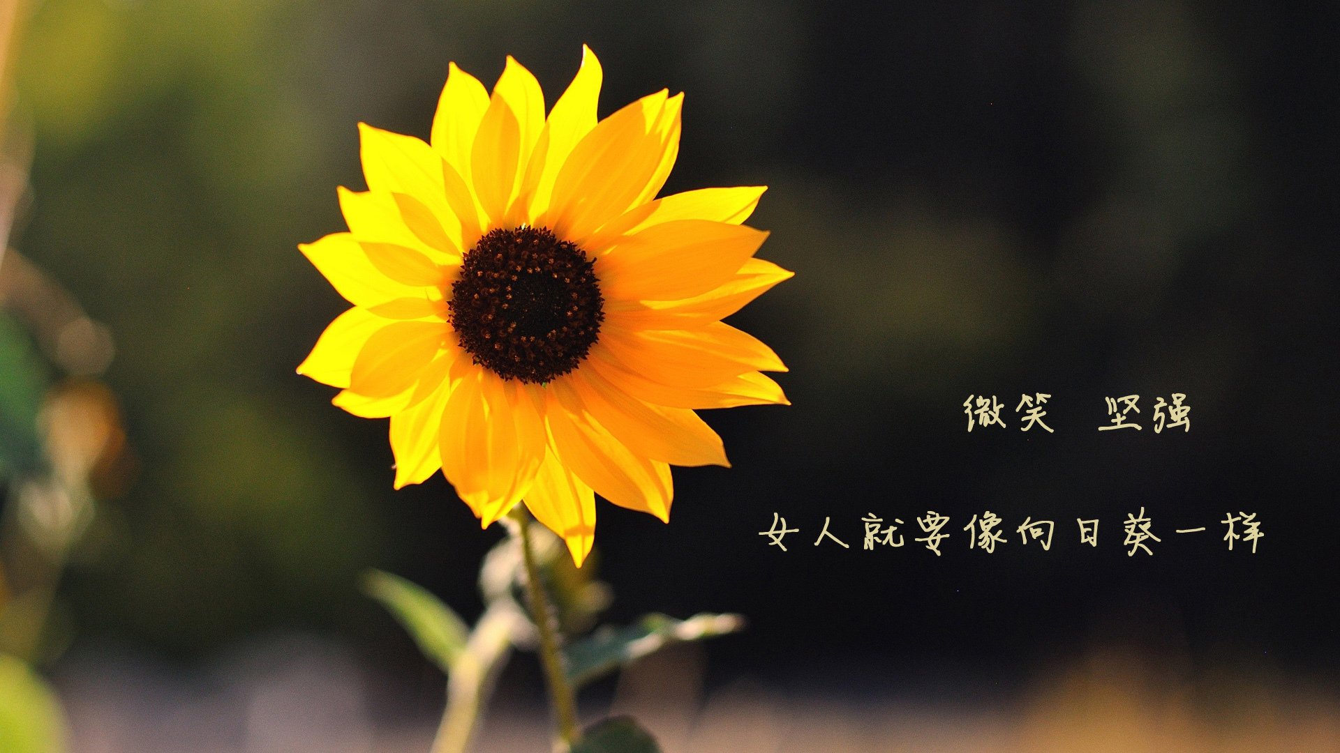 田径专项训练场引入智能环境控制设备，田径场设施