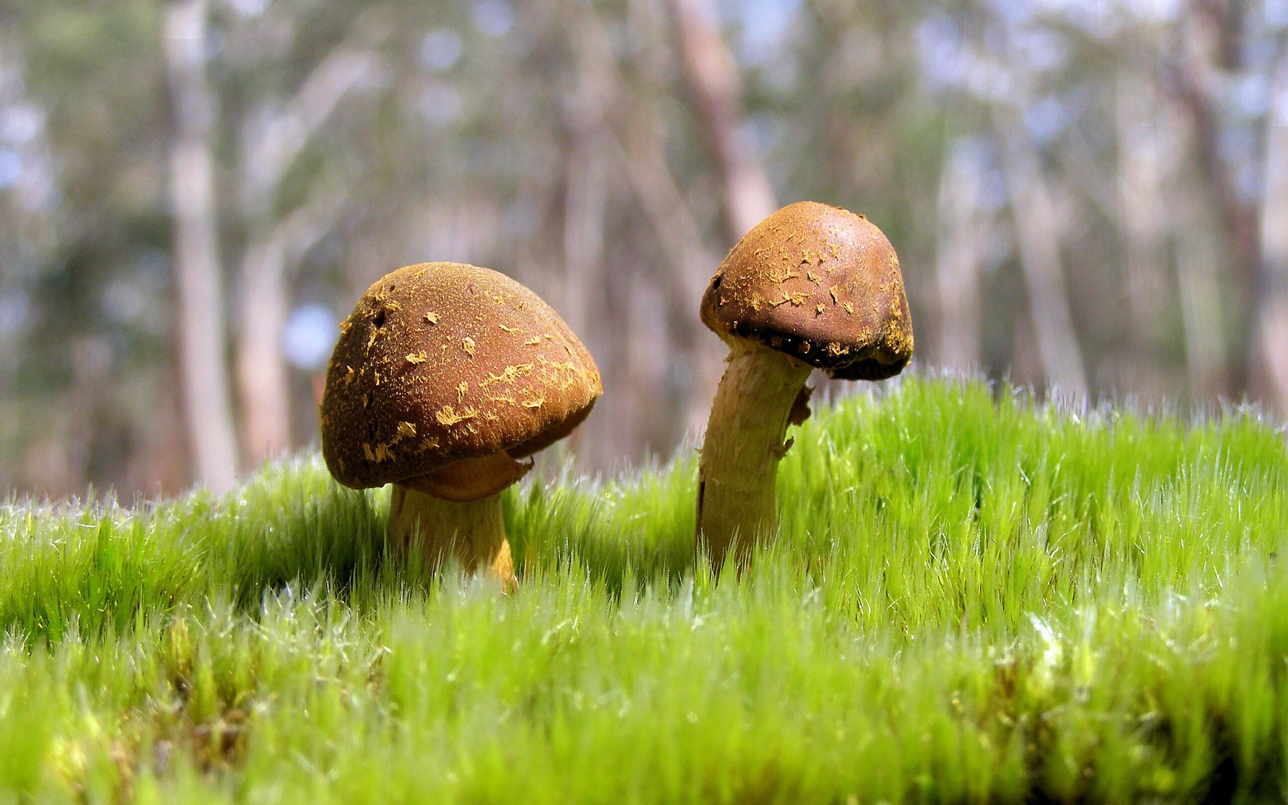 张雨霏跳水助力游泳成绩提升,张雨霏参加的游泳项目
