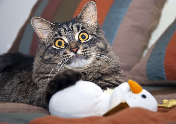 普费夫10米跳台决赛展现顶尖水准