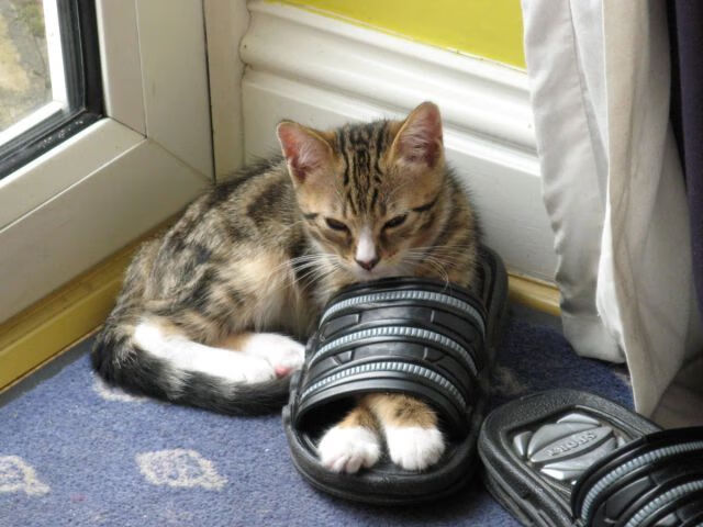 熊猫体育下载-蛙泳项目中立代表队A保持强势，蛙泳竞赛规则基本技术战术